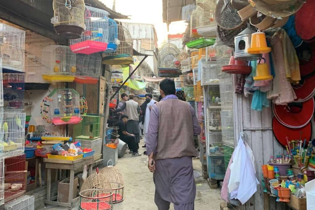 A vibrant bird market in Kabul, Afghanistan, featuring colorful cages and bird accessories.